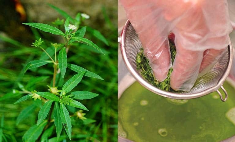 cay thuoc quy khong trong van moc um tum day vuon, nhieu nguoi lai tuong co dai hinh anh 1