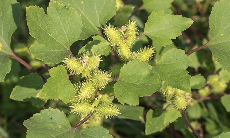 viet nam co cay thuoc quy la khac tinh cua nhieu benh, lai hay bi nham la co dai hinh anh 1