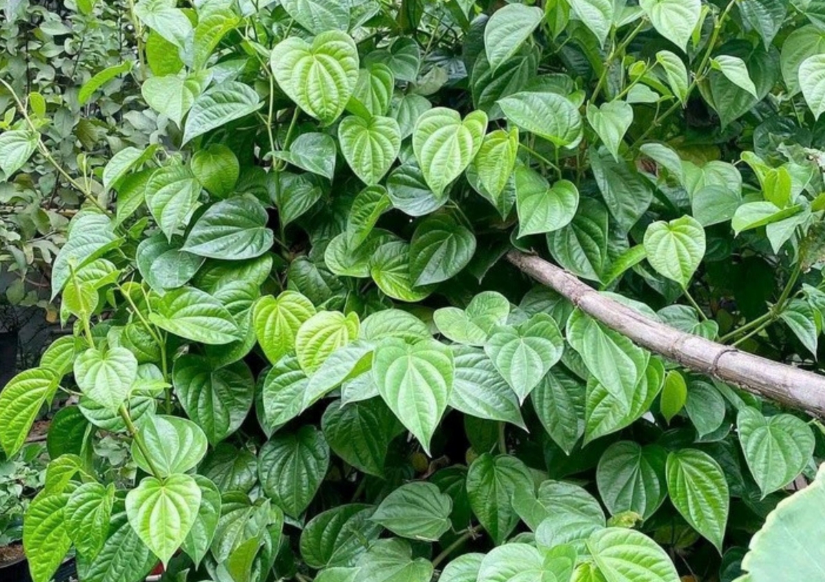 viet nam co san thao duoc quy duong gan bo nao, nhieu nguoi chua biet tan dung hinh anh 1