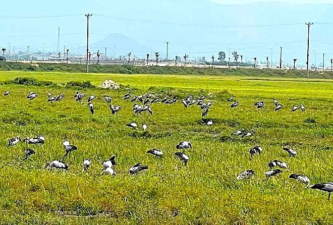 chim co nhan quy hiem bat ngo xuat hien hang tram con o ha tinh hinh anh 2