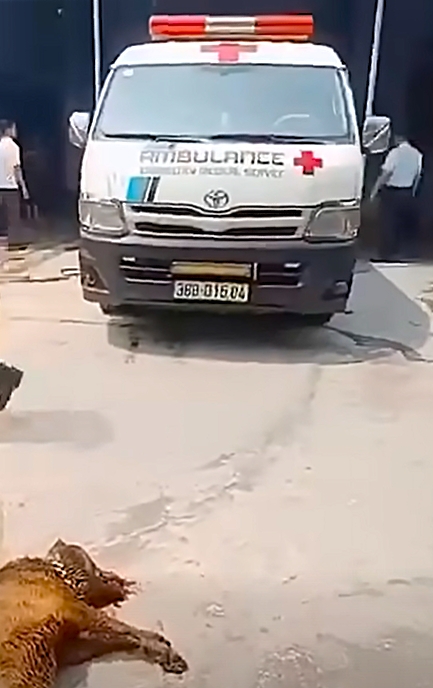 cu ong 83 tuoi o ha tinh tu vong do cho bec gie nha nuoi tan cong hinh anh 1