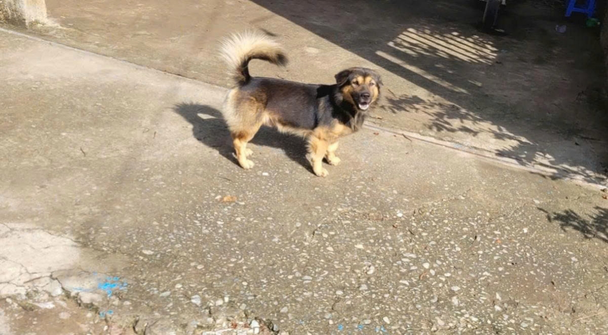 chu co so ban thit cho tu vong do benh dai hinh anh 1