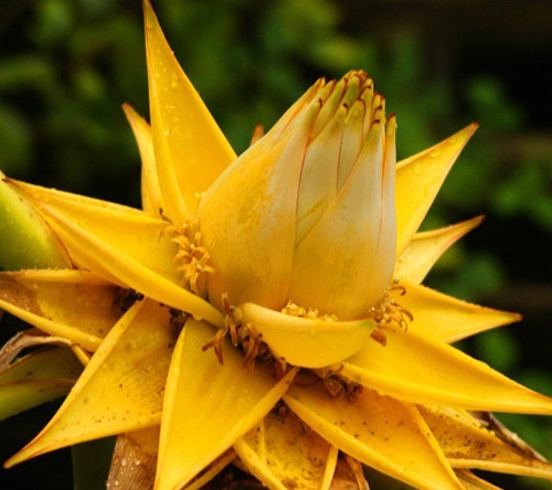 Lùng mua loài chuối lạ không ra quả, chỉ nở hoa vàng