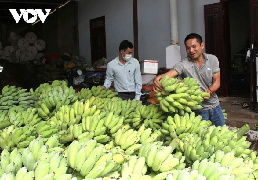 son la tieu thu gan 30.000 tan qua, thu ve gan 630 ty dong trong quy i nam nay hinh anh 1