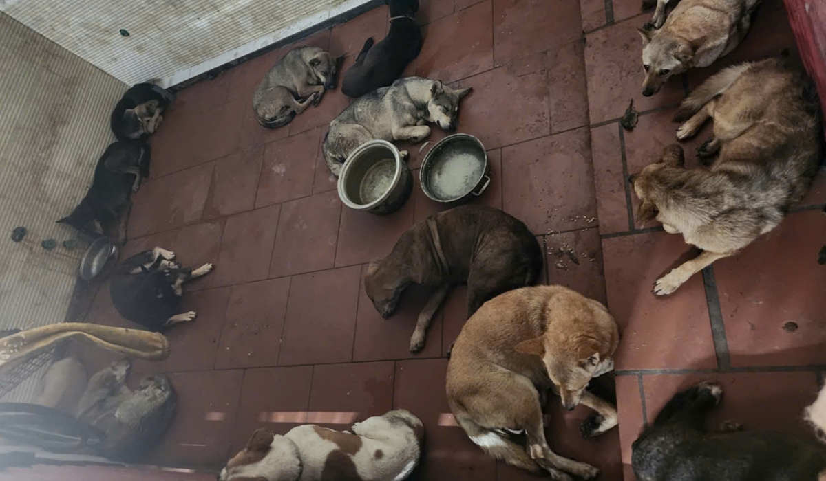 Công an Hà Nội tìm chủ 33 con chó trong vụ trộm lớn