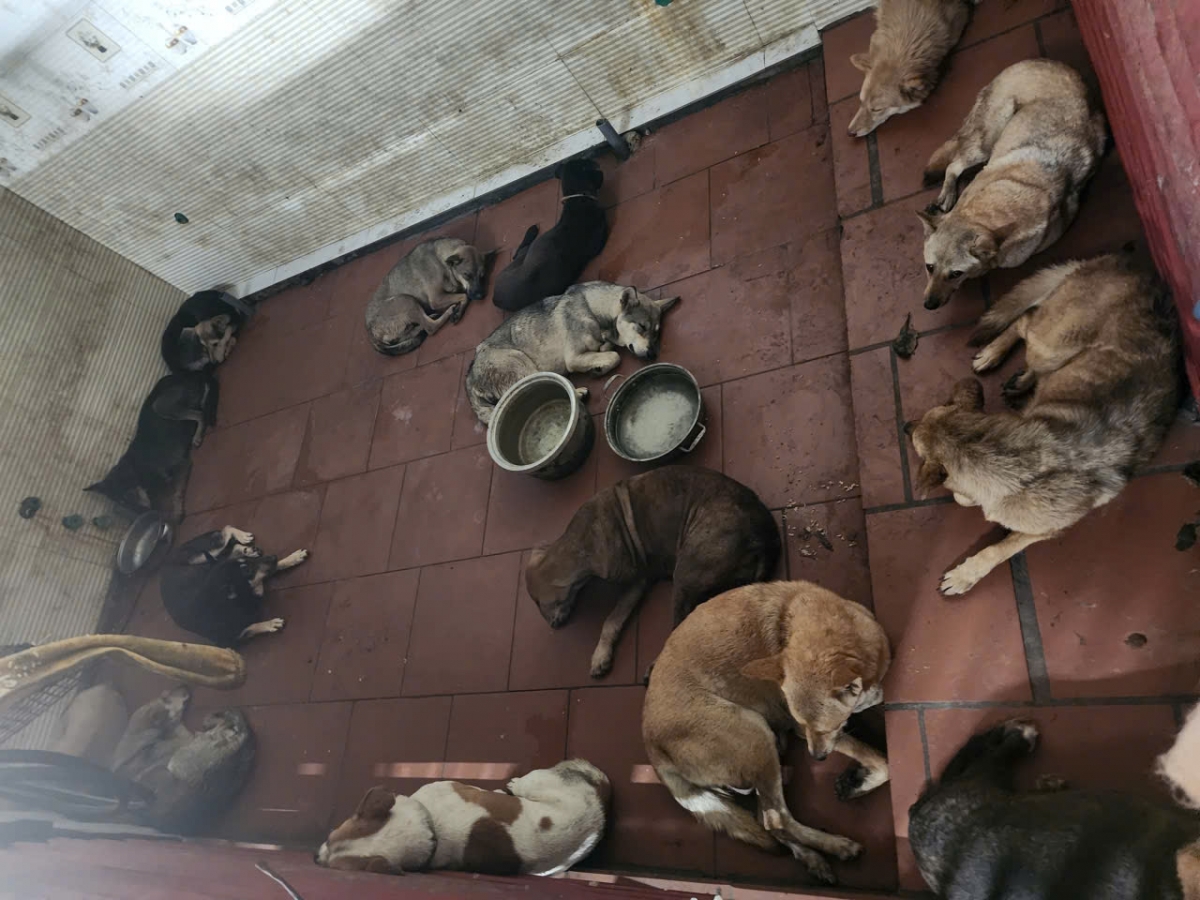 cong an ha noi tim chu 33 con cho trong vu trom lon hinh anh 1