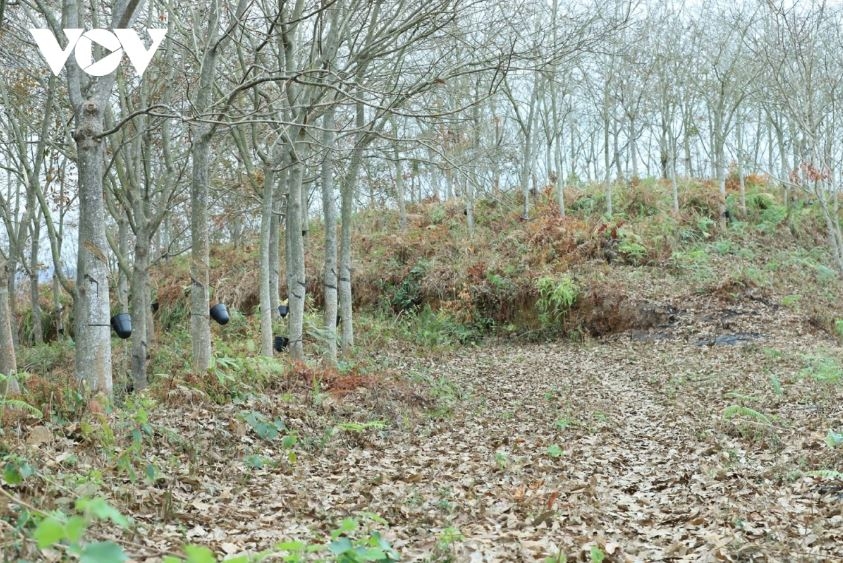 nang nong gay gat dien rong, son la canh phong 24 24h de chong chay rung hinh anh 1