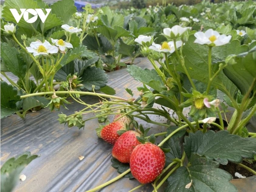 son la tieu thu gan 30.000 tan qua, thu ve gan 630 ty dong trong quy i nam nay hinh anh 2