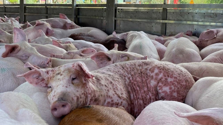 thit lon nhiem dich ta chau phi co an toan khi nau chin hinh anh 1