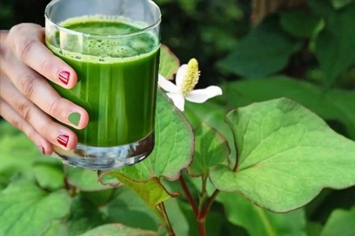 uong nuoc rau diep ca moi ngay co tot hinh anh 1