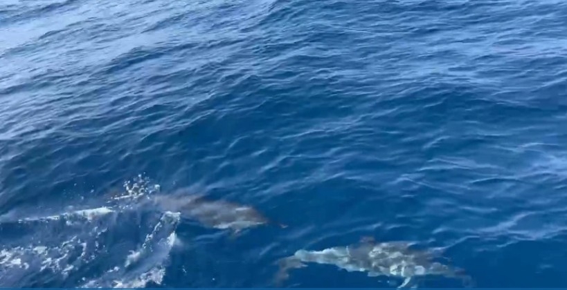 hundreds of dolphins seen in waters off quy nhon in central vietnam picture 1