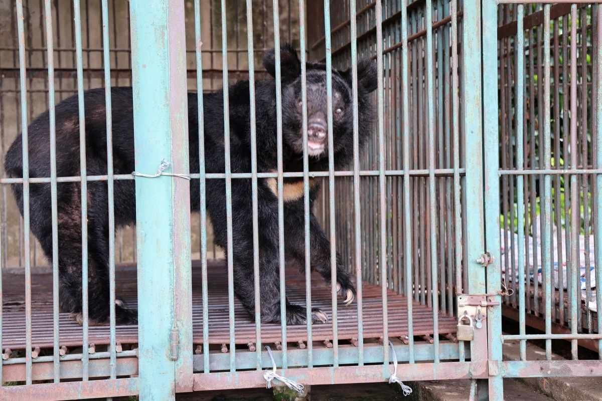 Dua 4 con gau nuoi nhot o tp.hcm ve vuon quoc gia bach ma hinh anh 4