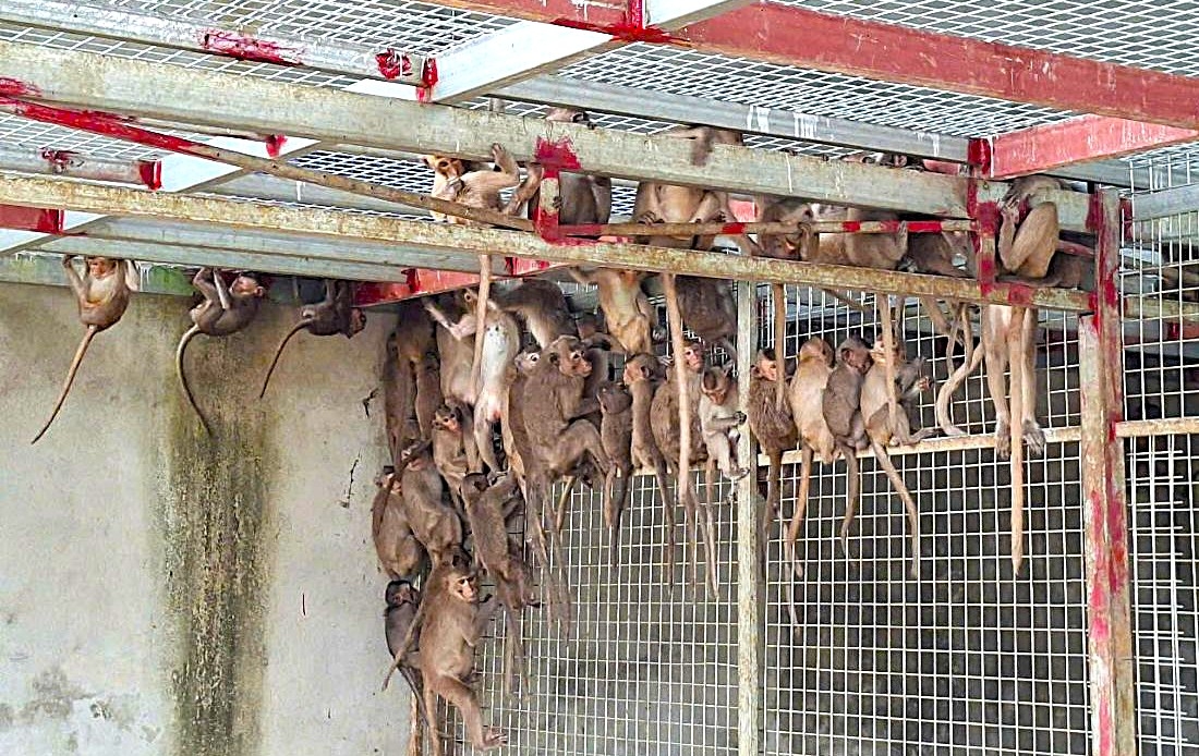 Triệt phá đường dây buôn bán, vận chuyển động vật nguy cấp, quý hiếm liên tỉnh