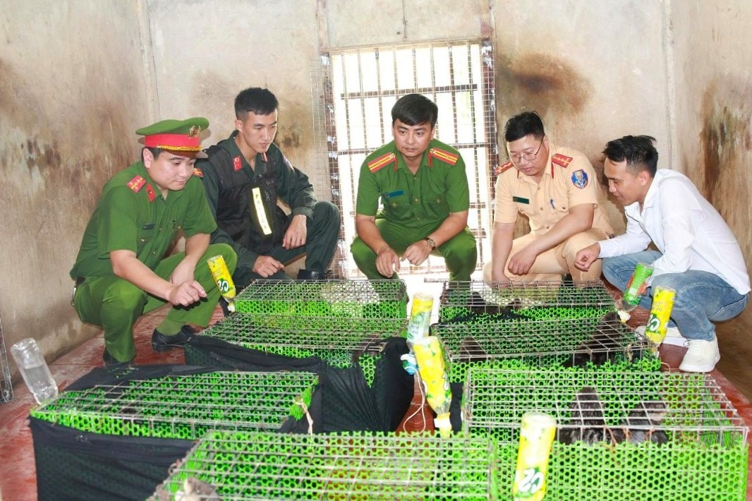 triet pha duong day buon ban, van chuyen dong vat nguy cap, quy hiem lien tinh hinh anh 1