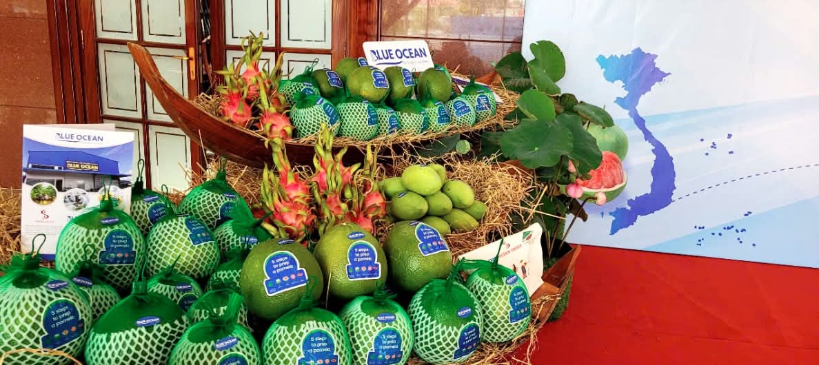 dong thap exports first batch of green-skin pomelos to australia picture 3