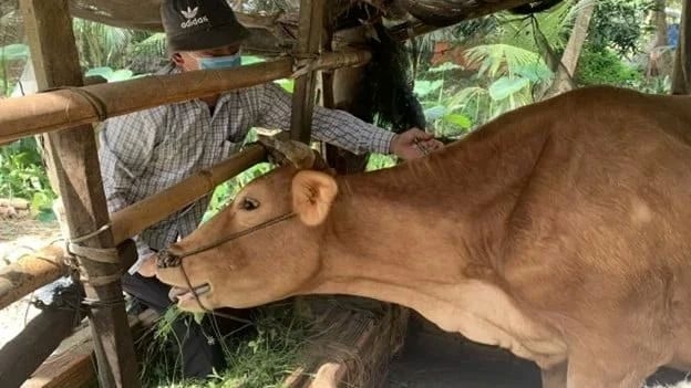 measures stepped up to prevent entry of foot-and-mouth disease virus picture 1