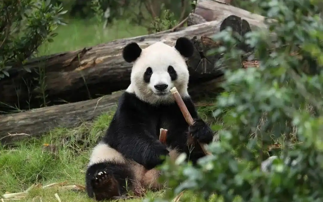 trung quoc va my khoi dong ngoai giao gau truc truoc them gap thuong dinh hinh anh 1