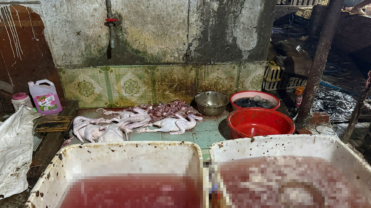 can canh lo mo trai phep o tp.hcm thit gia cam nam la liet tren nen dat ban hinh anh 1