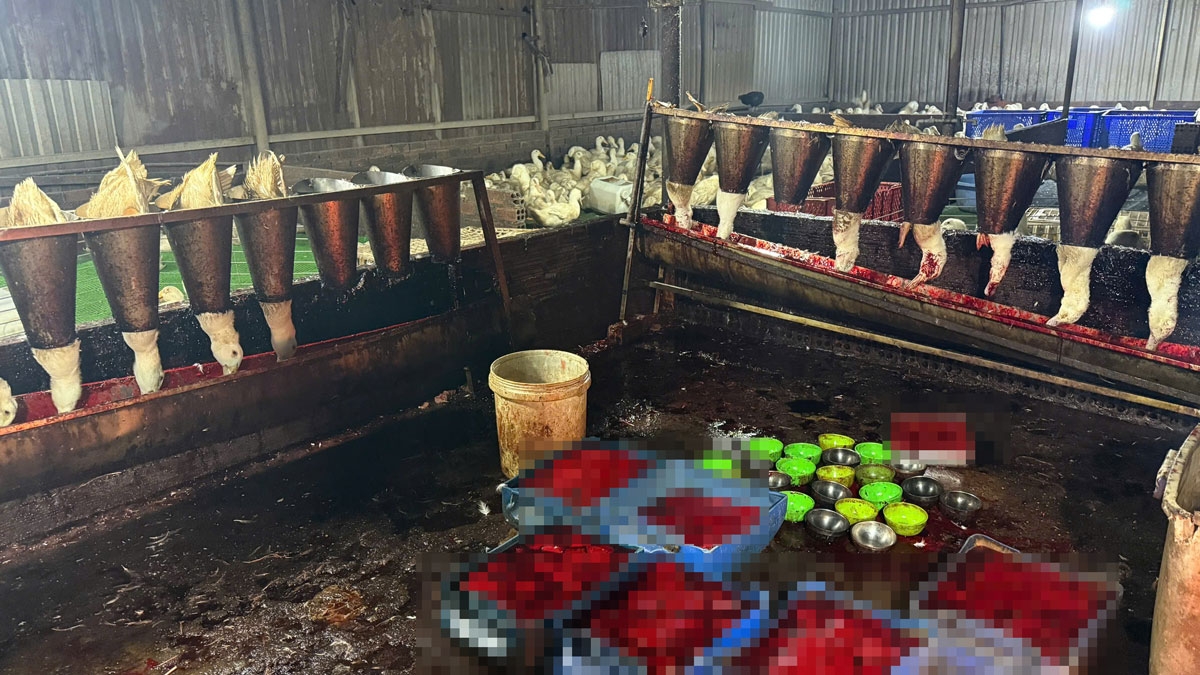 can canh lo mo trai phep o tp.hcm thit gia cam nam la liet tren nen dat ban hinh anh 4