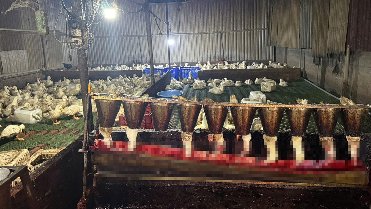 can canh lo mo trai phep o tp.hcm thit gia cam nam la liet tren nen dat ban hinh anh 3