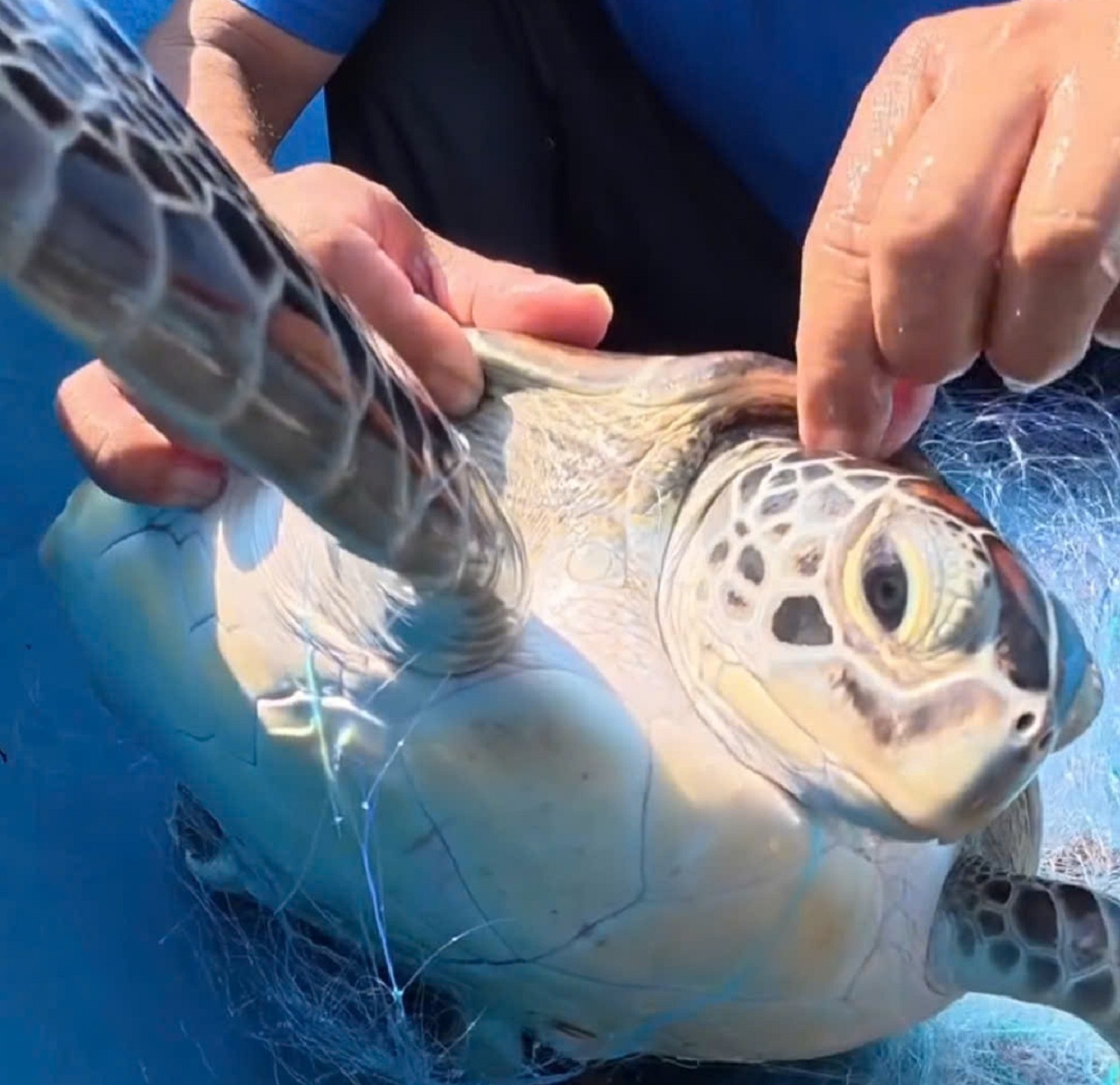 mot ca the rua bien quy hiem mac luoi danh ca duoc tha ve lai bien hinh anh 1