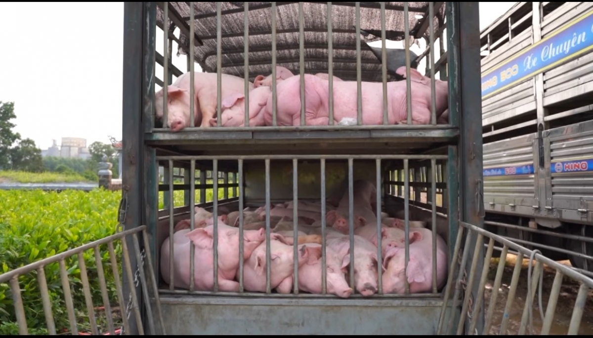 tieu huy 100 con lon nhiem benh ta lon chau phi o quang tri hinh anh 1