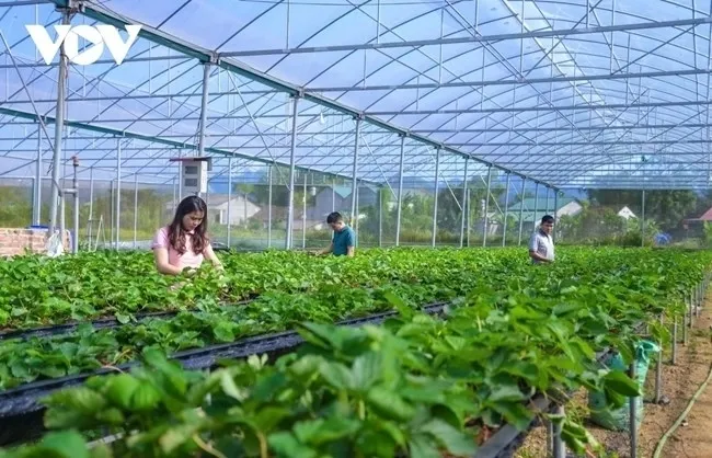 Liên kết hợp tác xã - doanh nghiệp: Cần một cơ chế hợp đồng dài hạn
