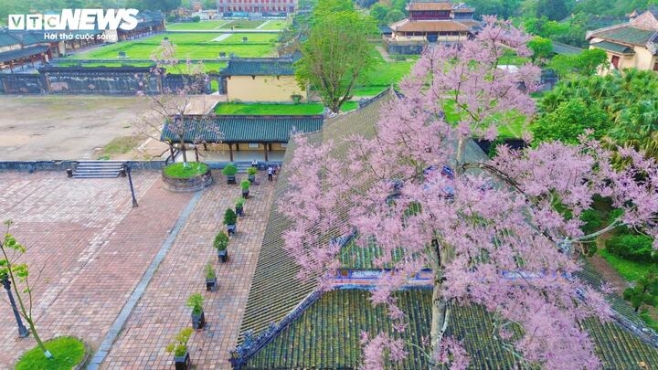hue imperial citadel given makeover with blossom spring flowers picture 1