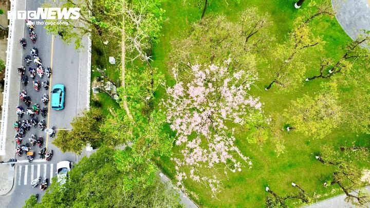 hue imperial citadel given makeover with blossom spring flowers picture 10