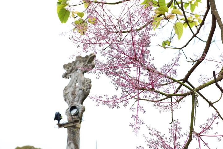 hue imperial citadel given makeover with blossom spring flowers picture 11