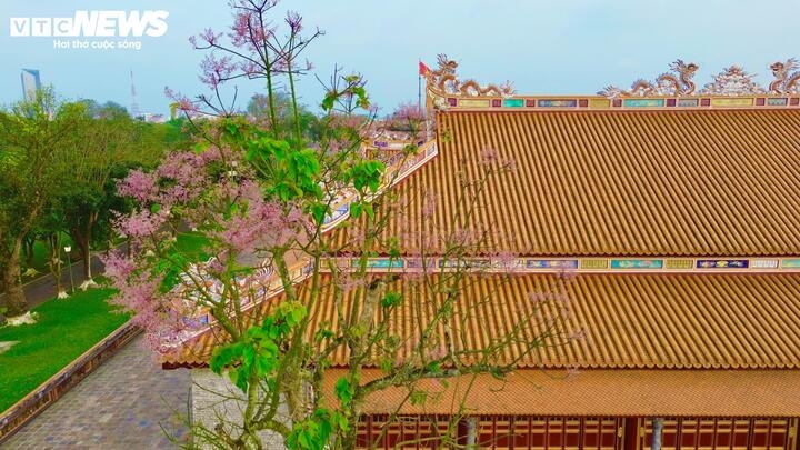 hue imperial citadel given makeover with blossom spring flowers picture 2