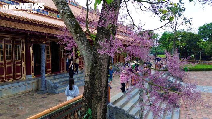 hue imperial citadel given makeover with blossom spring flowers picture 3