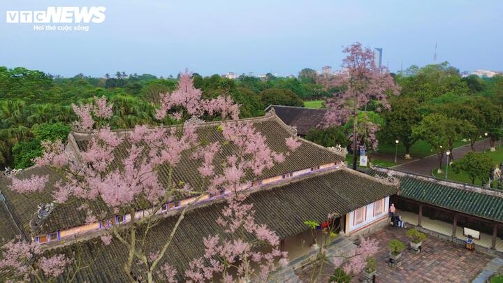 hue imperial citadel given makeover with blossom spring flowers picture 4