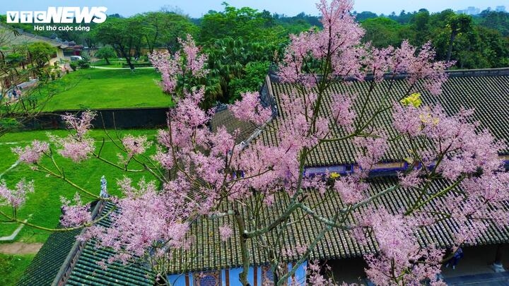 hue imperial citadel given makeover with blossom spring flowers picture 6