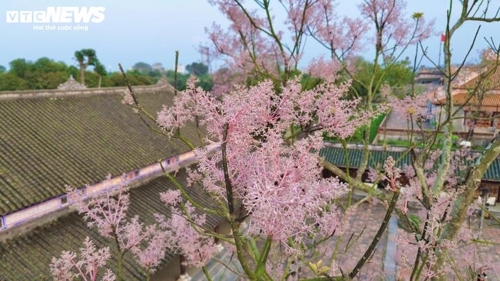 hue imperial citadel given makeover with blossom spring flowers picture 7