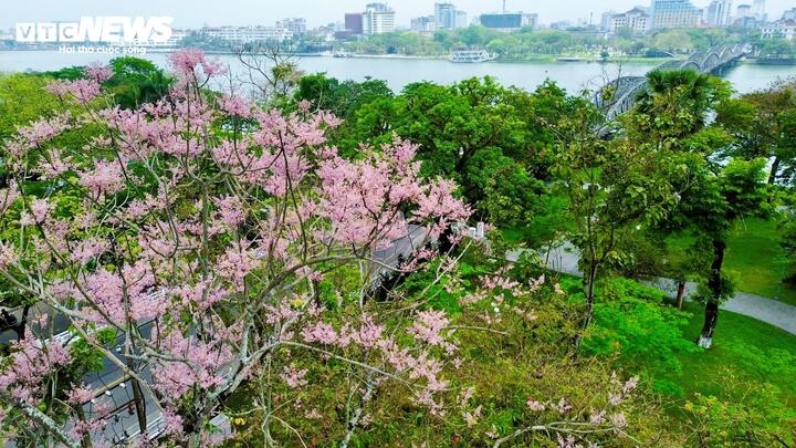 hue imperial citadel given makeover with blossom spring flowers picture 8