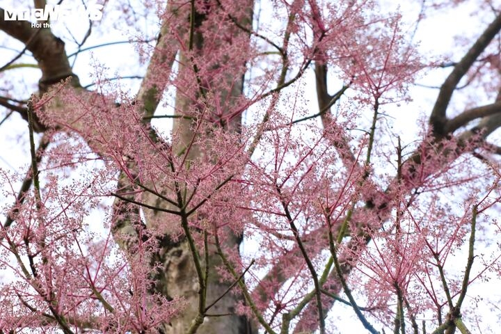 hue imperial citadel given makeover with blossom spring flowers picture 9