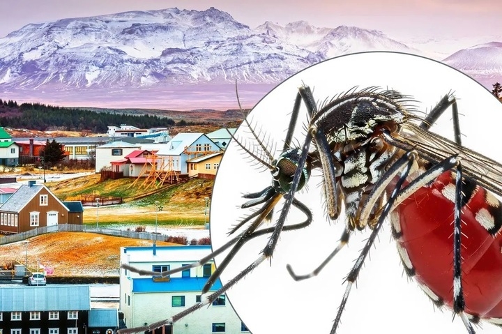 vi sao iceland khong co con muoi nao hinh anh 1