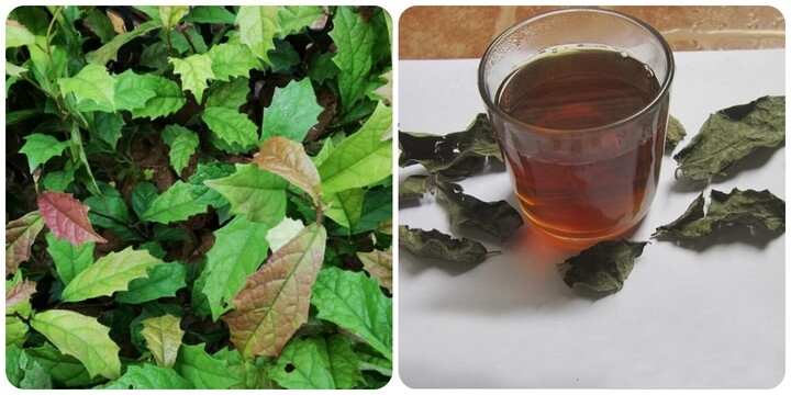 uong cay xa den co tac dung gi hinh anh 1