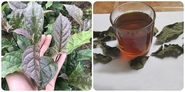 nhung nguoi khong nen uong nuoc la xa den hinh anh 1