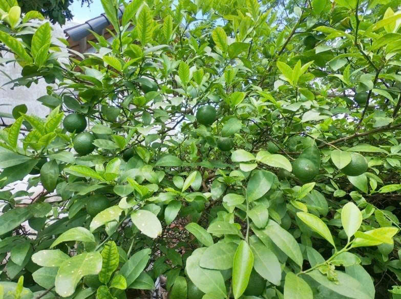 la chanh khong chi de nau an nhung bai thuoc dan gian it ai biet hinh anh 1