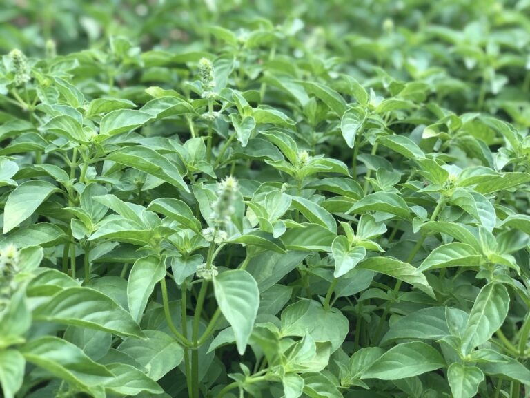 la e nhung cong dung it ai ngo toi hinh anh 1