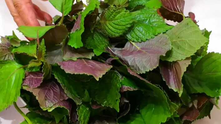 3 nhom nguoi khong nen an nhieu la tia to hinh anh 1