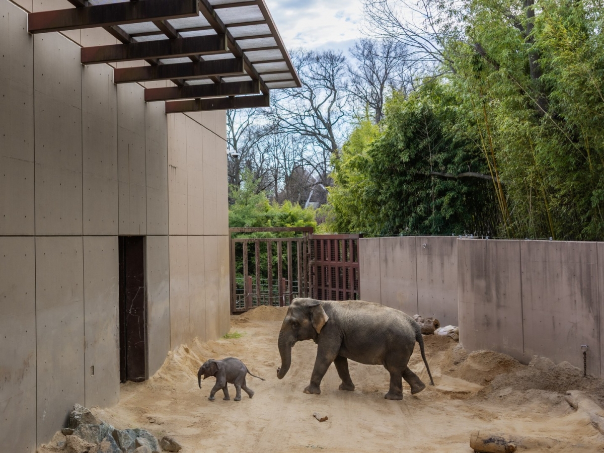 hang ngan nguoi toi xem voi con linh mai ra mat tai washington hinh anh 2