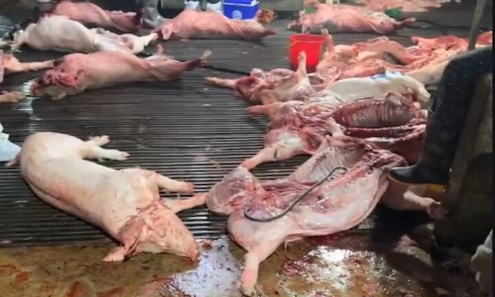 cong an ha noi truy 300 tan lon benh da vao nhung don vi va bep an tap the nao hinh anh 1