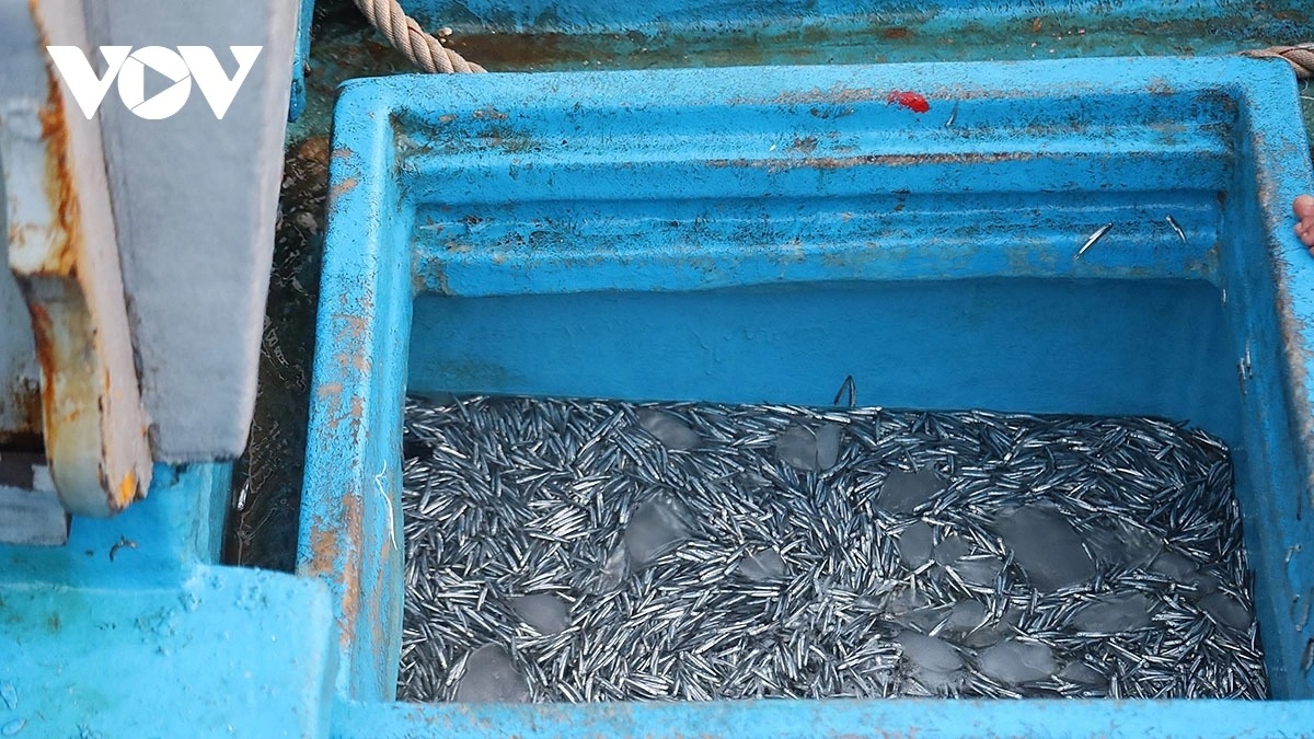 simple beauty of life at dawn in ly son port picture 3