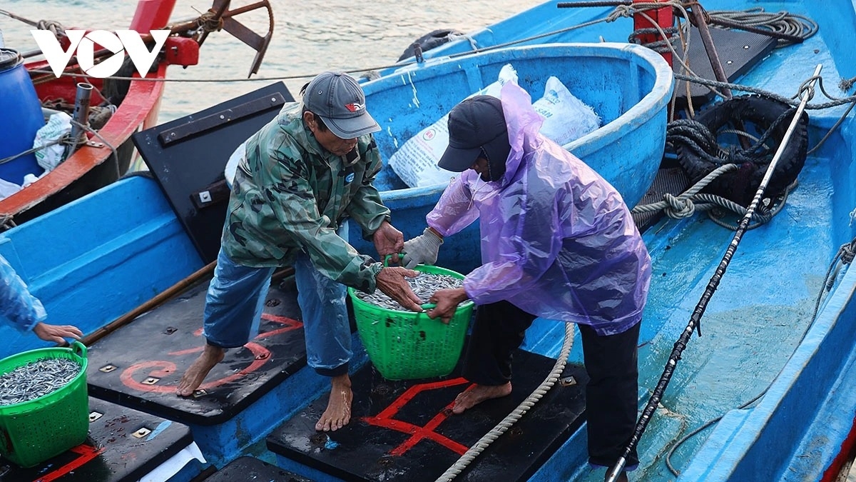 simple beauty of life at dawn in ly son port picture 4