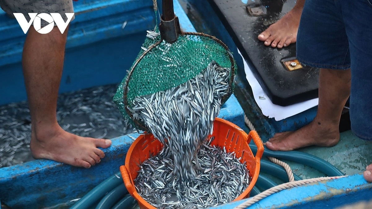 simple beauty of life at dawn in ly son port picture 6