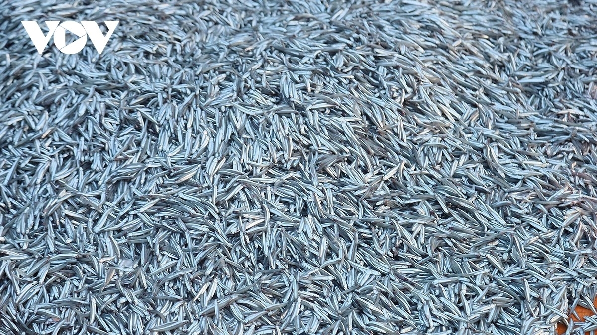 simple beauty of life at dawn in ly son port picture 8