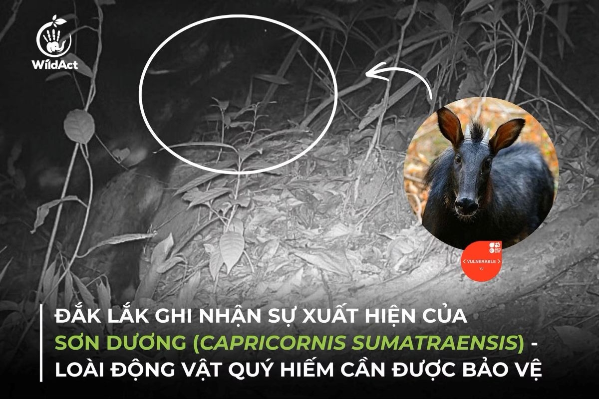 mainland serow recorded by camera traps in dak lak picture 1